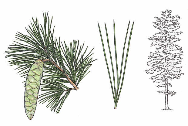 Pinus strobus