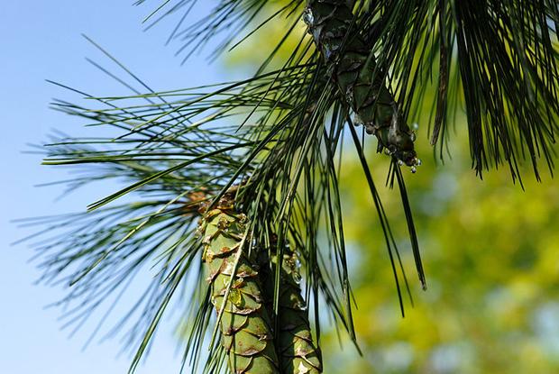 Pinus strobus