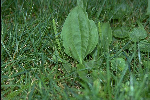 Plantain (Plantago major)