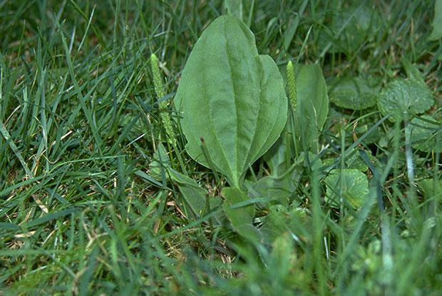 Plantago major