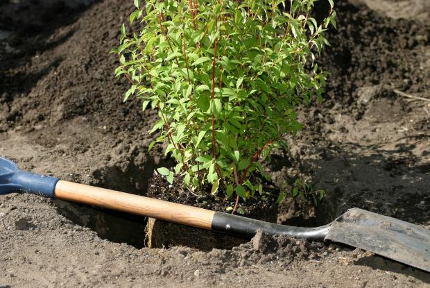 Une pelle et un arbuste sur le point d'être planté.