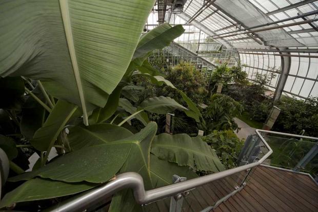 Tropical Food Plants Greenhouse.