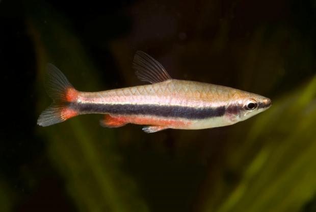 A golden pencilfish