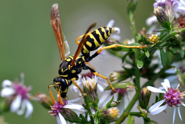 Polistes dominula, Québec, Canada.