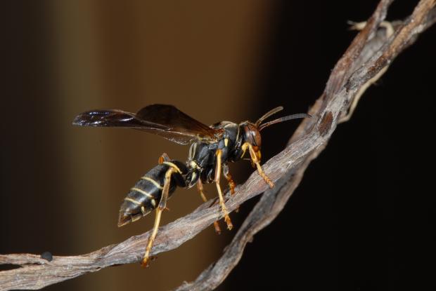 Polistes fuscatus