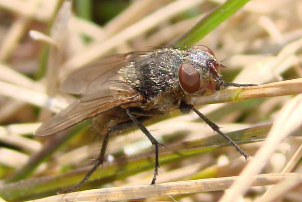 Pollenia sp., Québec, Canada.