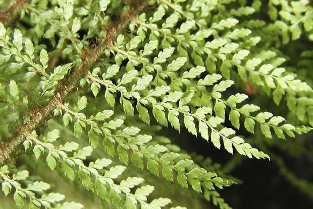 Polystichum proliferum