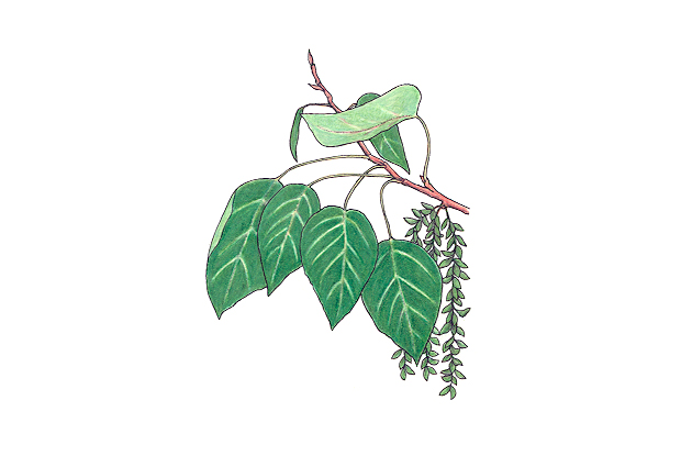 Populus balsamifera