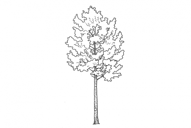Feuilles Vectorielles Du Peuplier Faux-tremble Illustration de Vecteur