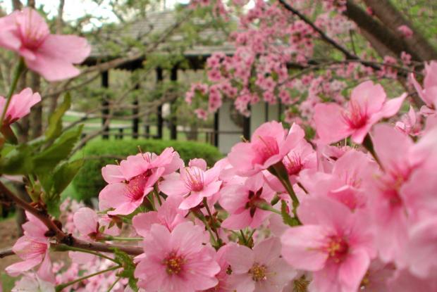 Spring blooms in the Japanese Garden.