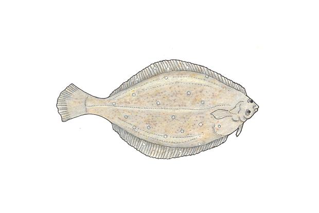 Pseudopleuronectes americanus