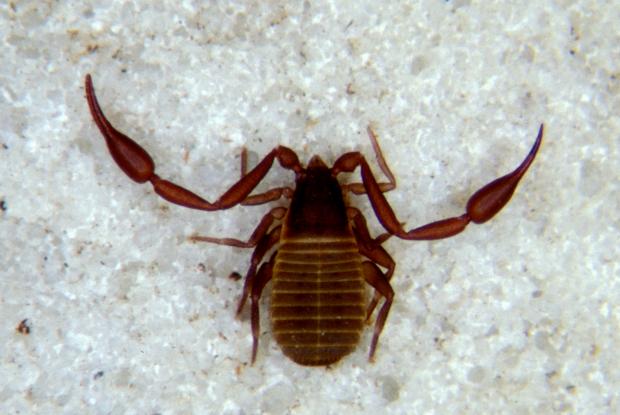 Pseudoscorpionida