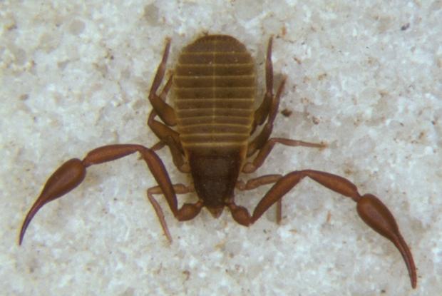 Pseudoscorpion, Québec, Canada.