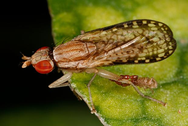 Pseudoscorpion on Diptera, Québec, Canada.