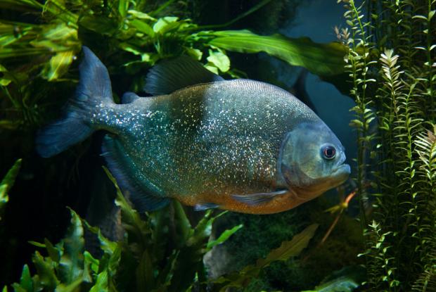 Red-bellied piranha Red-bellied piranha (Pygocentrus nattereri).