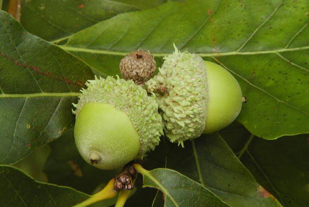 Quercus bicolor