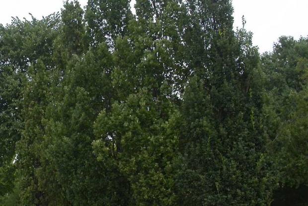 Quercus robur 'Fastigiata'