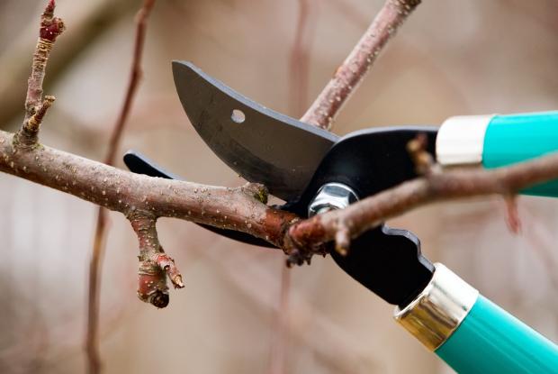 Tree branch cut by pruning shears
