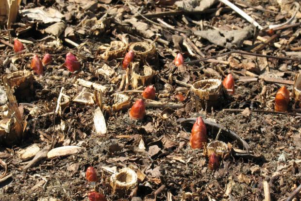 Polygonum cuspidatum