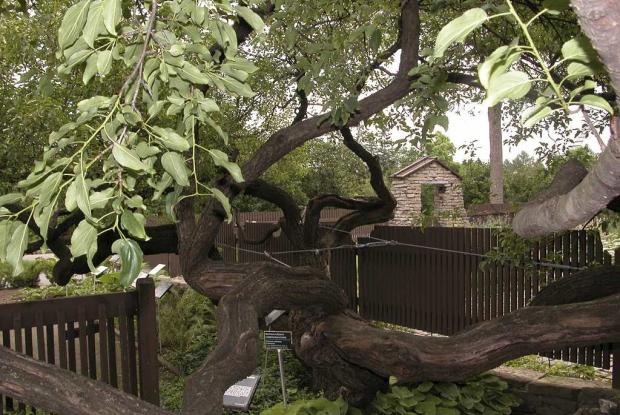Nerprun Rhamnus cathartica