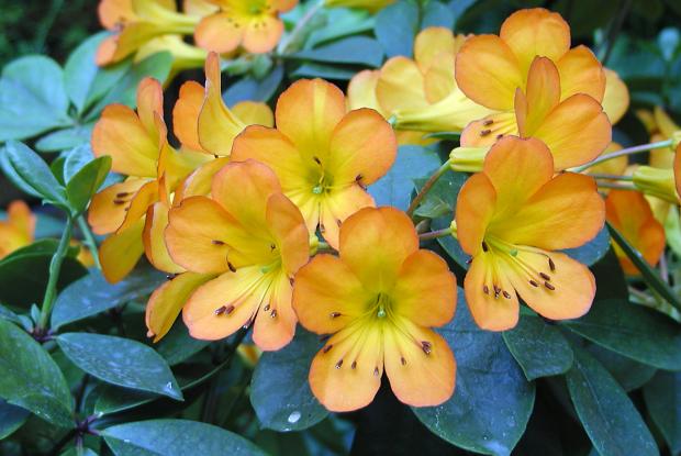 Rhododendron 'Christo Rey'