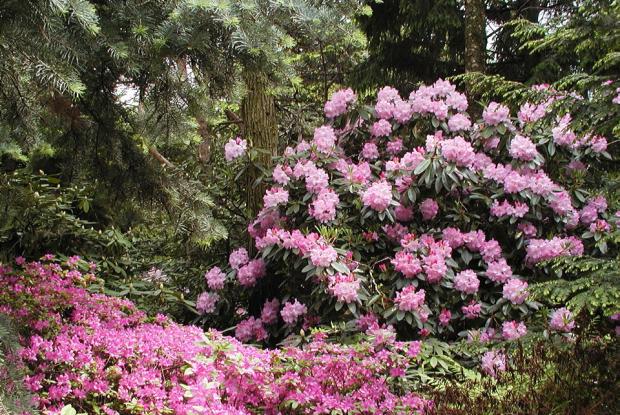 Rhododendron 'Fundy'.