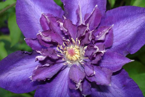 Clematis 'Royalty'