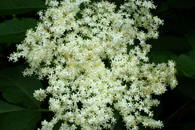 Sureau blanc en fleur