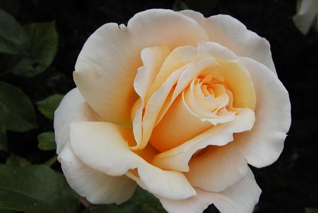 Rosa 'Dr Brownell'