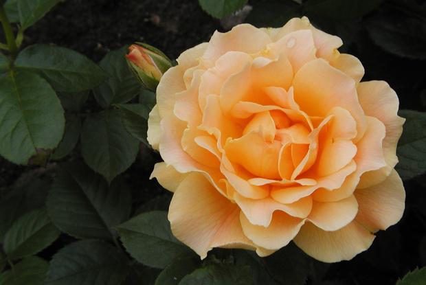 Rosa 'Easy Going'.
