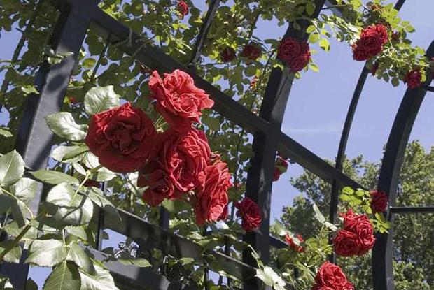 Rosa 'Sympathie'