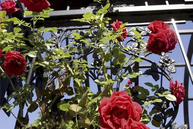 Rosa 'Sympathie'