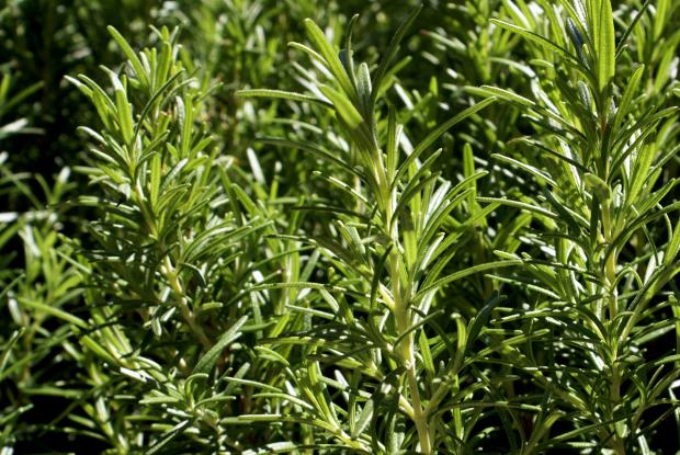 Rosmarinus officinalis