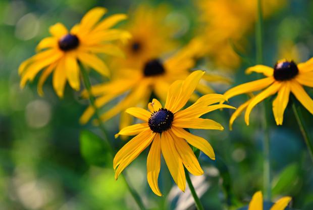Rudbeckie