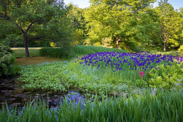 Iris au bord d'un ruisseau dans le Jardin japonais