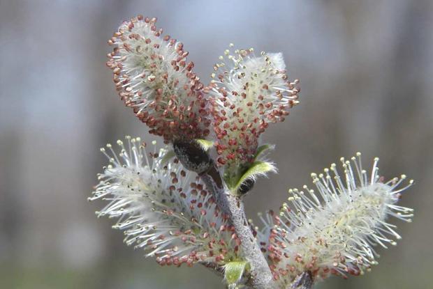 Salix brachycarpa 'Blue fox'
