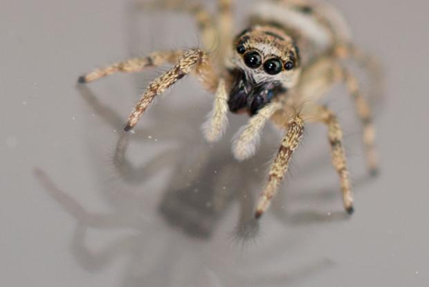 Salticus scenicus