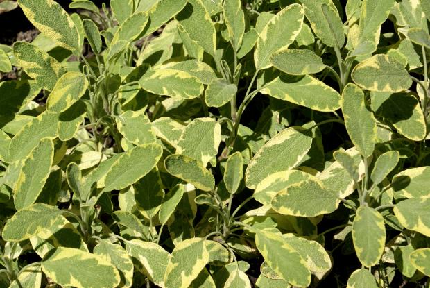 Salvia officinalis 'Aurea'