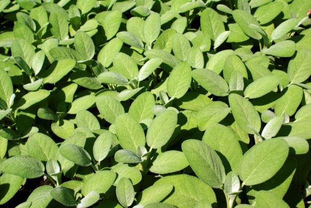 Salvia officinalis 'Berggarten'