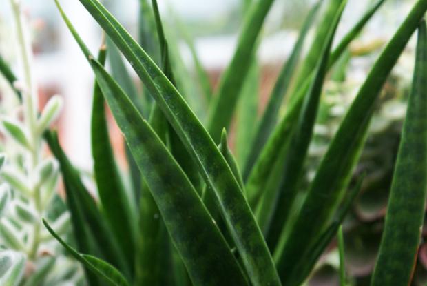 Sansevieria parva