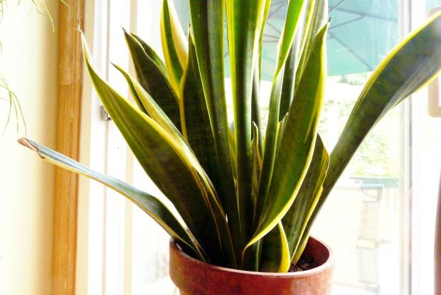 Sansevieria trifasciata