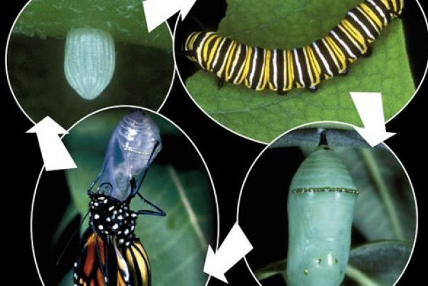 Life cycle