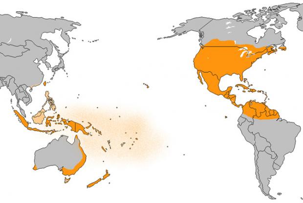 Distribution géographique des monarques