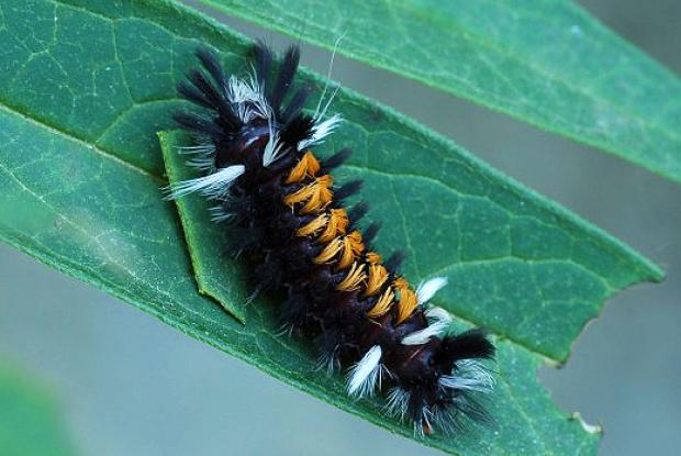 Milkweed tiger moth, last instar