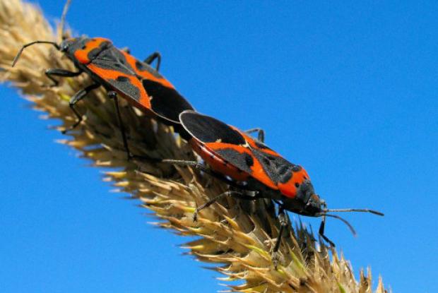 Small milkweed bug