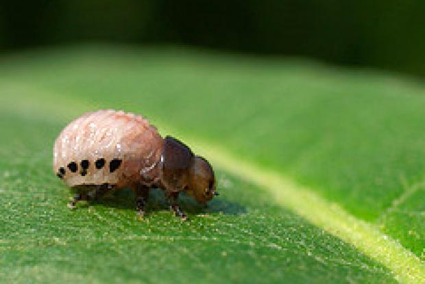Milkweed leaf beetle larva