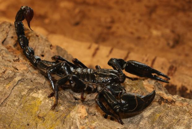 Scorpion bleu géant
