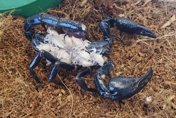 Un scorpion géant bleu porte ses petits sur son dos