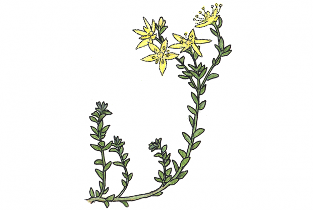 Sedum acre