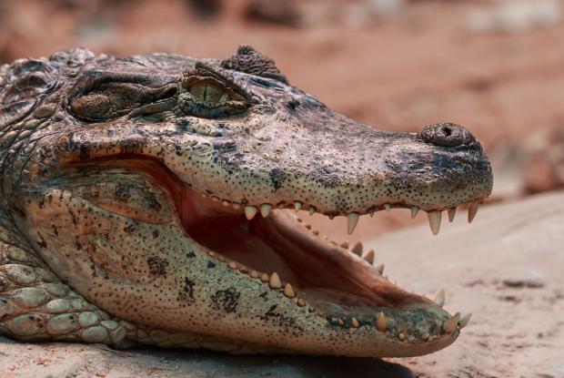 Broad-snouted caiman